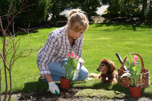 Accessible web page review for Tree Surgeons Deptford
